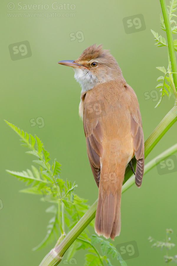 Great Reed Warbler, back view of an adult perched on a stem