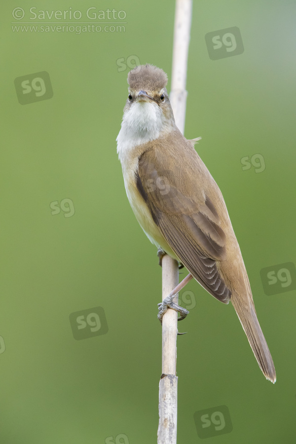 Great Reed Warbler, side view of an adult perched on a reed