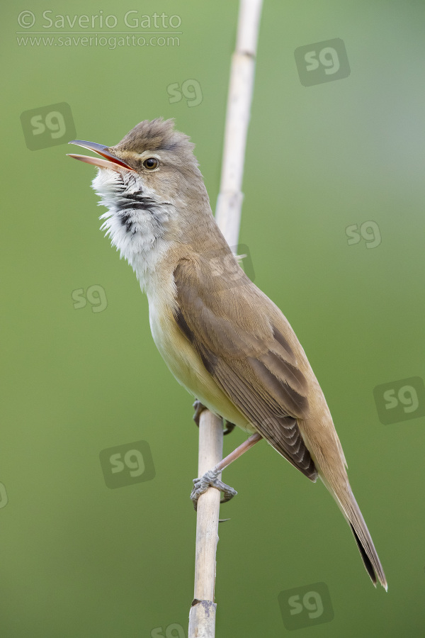 Great Reed Warbler, side view of an adult singing from a reed