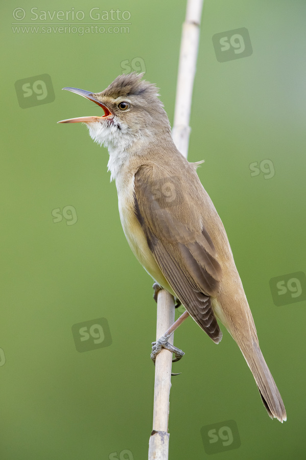 Great Reed Warbler, side view of an adult singing from a reed