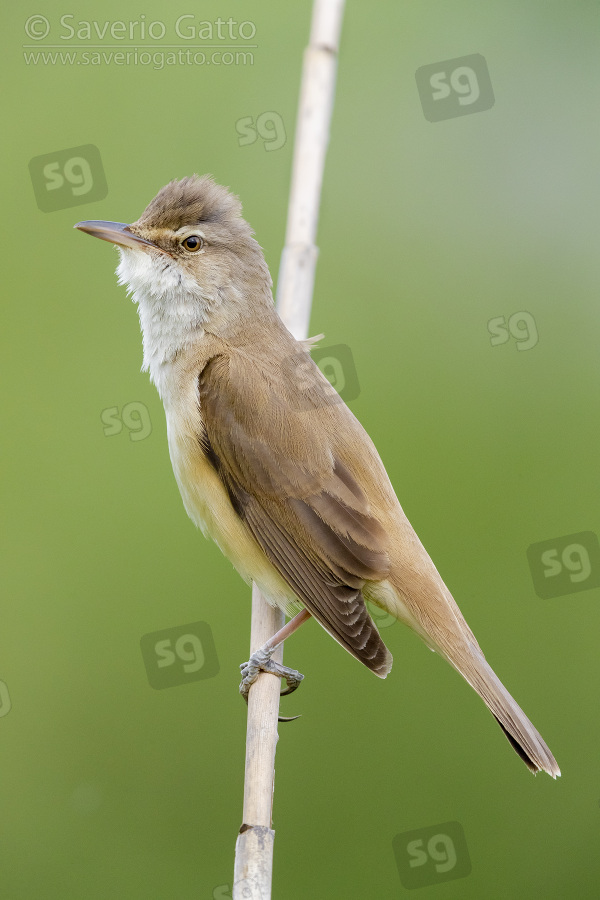 Great Reed Warbler, side view of an adult perched on a reed