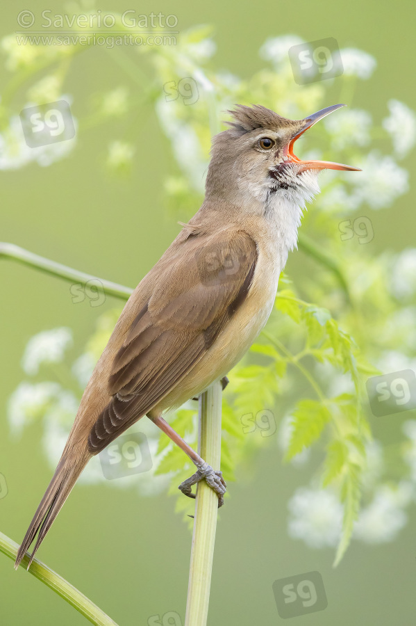 Great Reed Warbler, side view of an adult singing from a stem