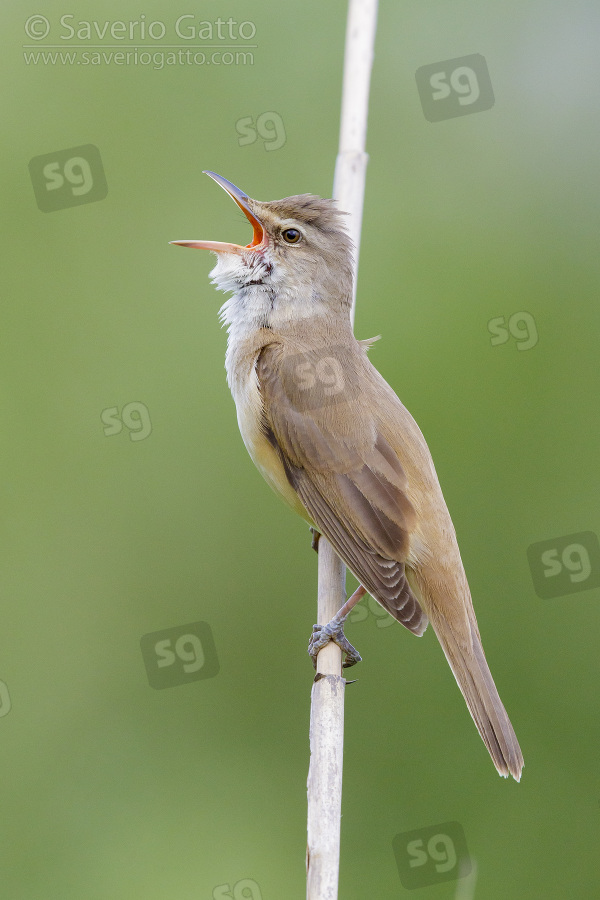 Great Reed Warbler, side view of an adult singing from a reed