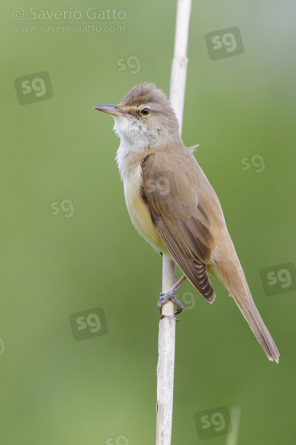 Great Reed Warbler, side view of an adult perched on a reed