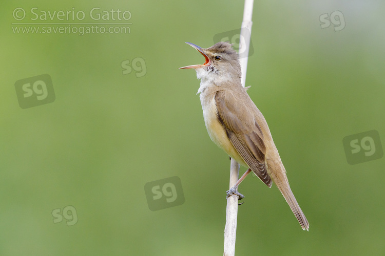 Great Reed Warbler, side view of an adult singing from a reed