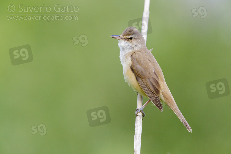 Great Reed Warbler, side view of an adult perched on a reed