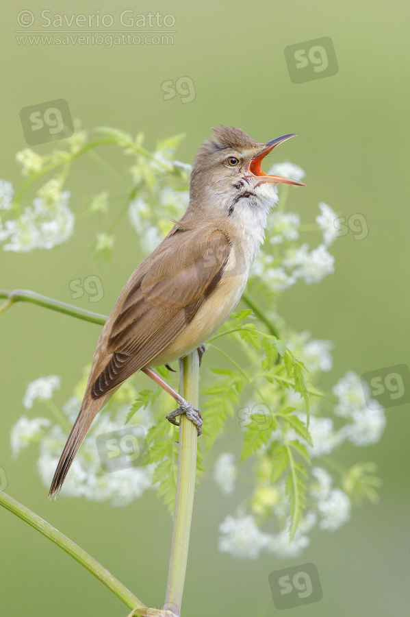 Great Reed Warbler, side view of an adult singing from a stem