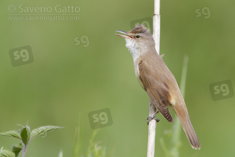 Great Reed Warbler, side view of an adult perched on a reed