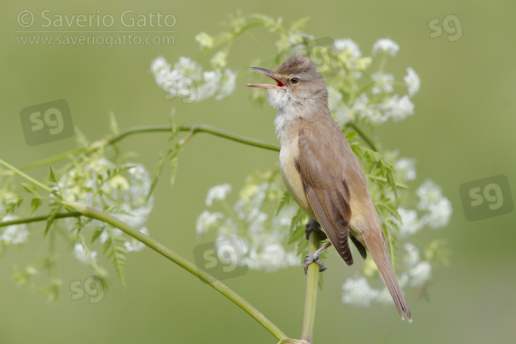 Great Reed Warbler, side view of an adult singing from a stem