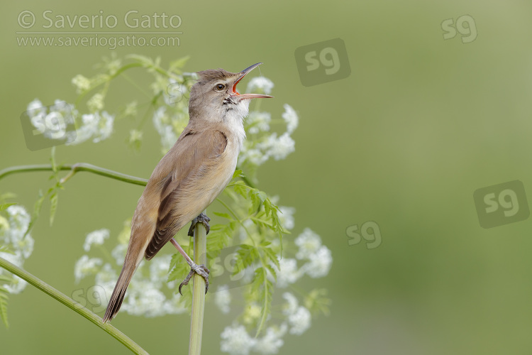 Great Reed Warbler, side view of an adult singing from a stem