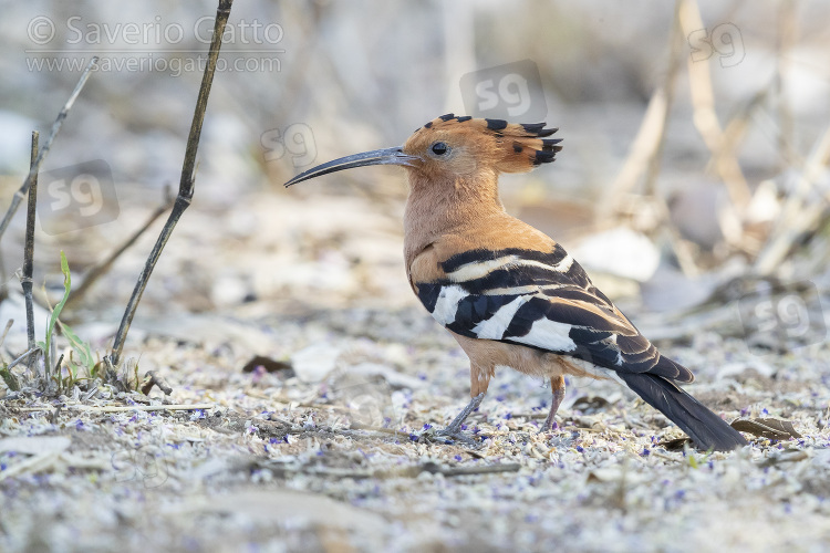 African Hoopoe, adult standing on the ground