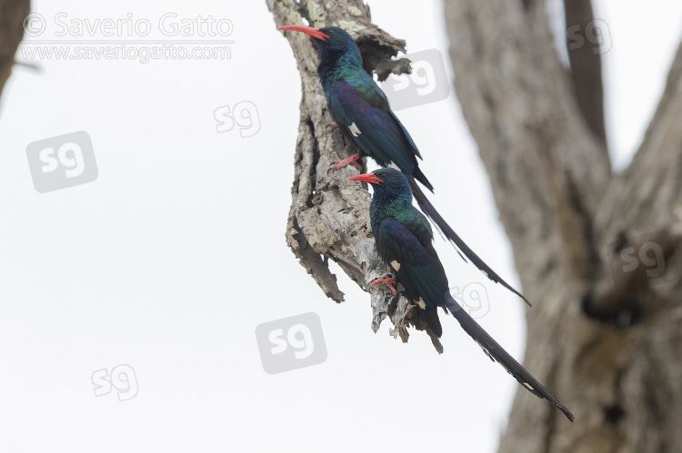 Green Wood Hoopoe, two adults perched on deaed branch