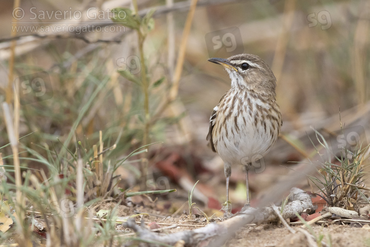 White-browed Scrub Robin