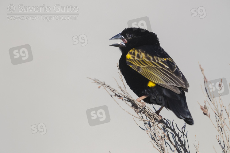 Yellow Bishop, adult male in breeding plumage singing from a branch