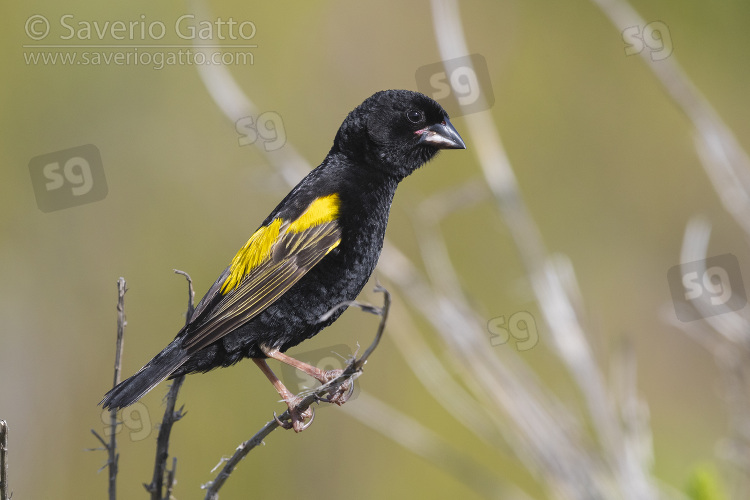 Yellow Bishop, side view of an adult male in breeding plumage perched on a branch