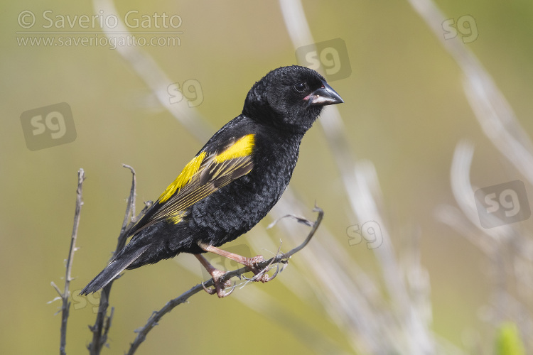 Yellow Bishop