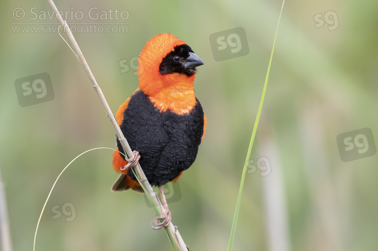 Southern Red Bishop, front view of an adult male in breeding plumage perched on a a stem