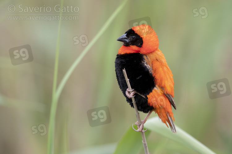 Southern Red Bishop, side view of an adult male in breeding plumage perched on a a stem