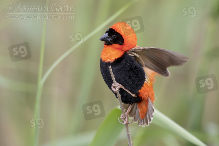 Southern Red Bishop