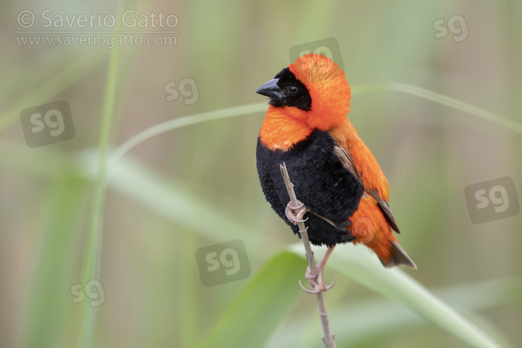 Southern Red Bishop, side view of an adult male in breeding plumage perched on a a stem