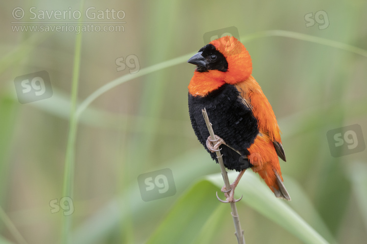 Southern Red Bishop, side view of an adult male in breeding plumage perched on a a stem