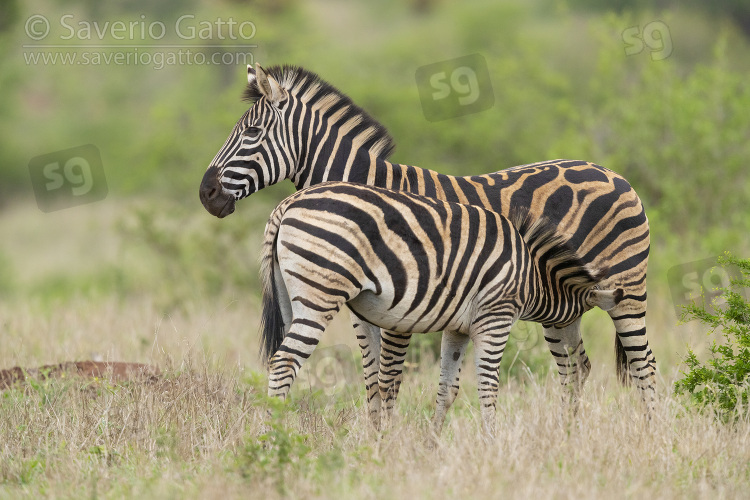 Burchell's Zebra, side view of an adult female breastfeeding its youngster