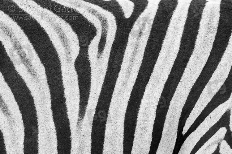 Mantello di Zebra di Burchell, pattern di linee