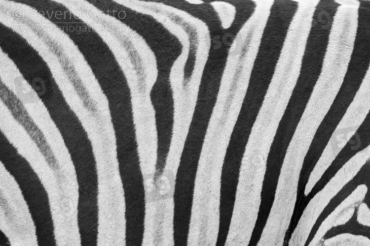 Mantello di Zebra di Burchell, pattern di linee