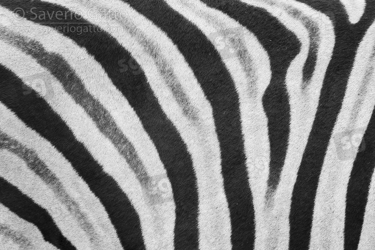 Mantello di Zebra di Burchell, pattern di linee
