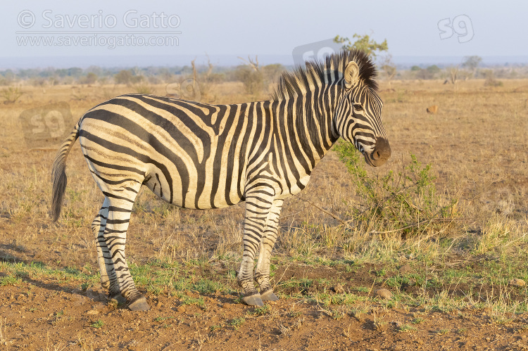 Zebra di Burchell, adulto nella savana