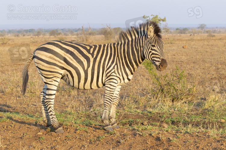 Burchell's Zebra, side view of an adult standing in the savannah