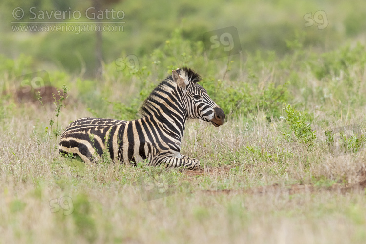 Zebra di Burchell, giovane a riposo sul terreno