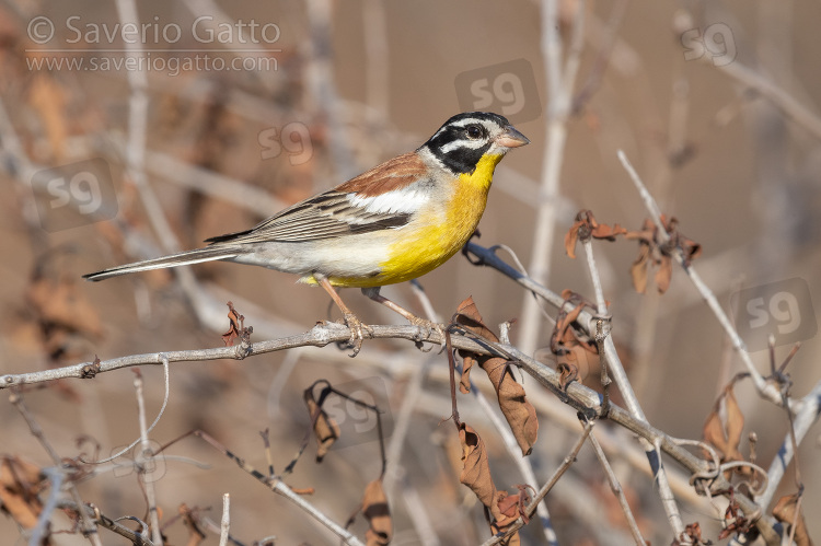 Golden-breasted Bunting