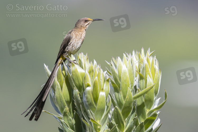 Cape Sugarbird, adult male perched on a flower