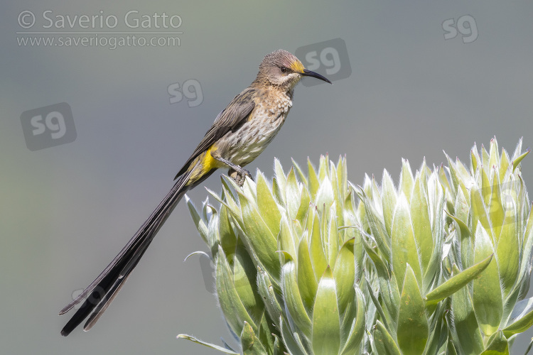 Cape Sugarbird, adult male perched on a flower