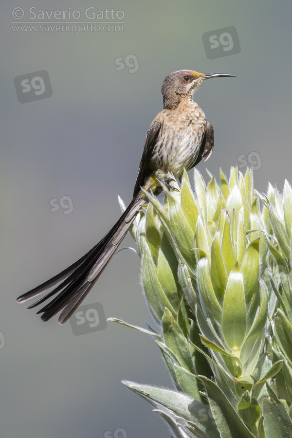 Cape Sugarbird, adult male perched on a flower