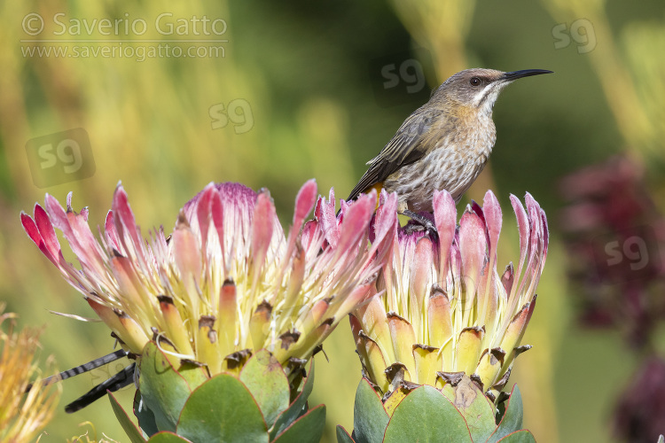 Cape Sugarbird