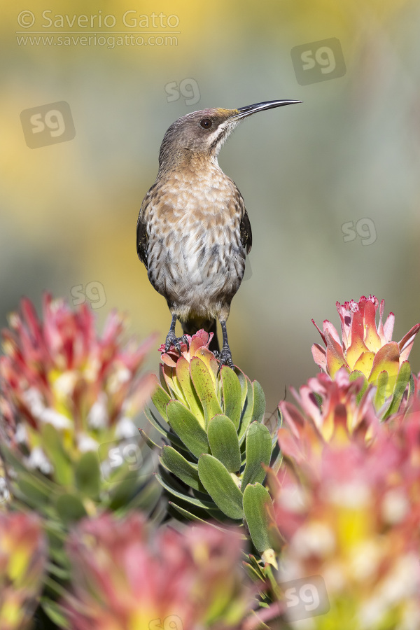 Cape Sugarbird, adult male perched on a flower