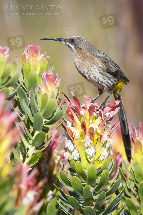 Cape Sugarbird, adult male perched on a flower