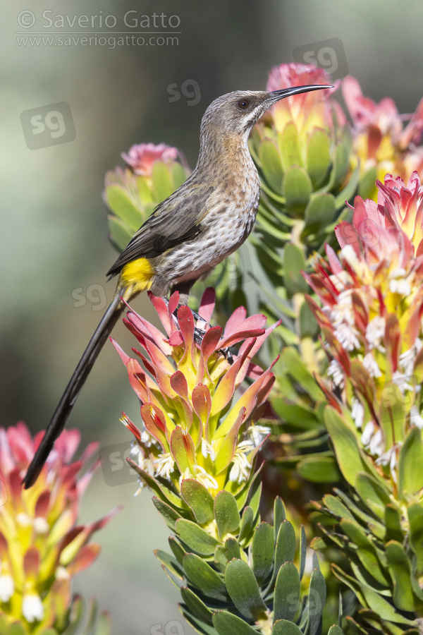 Cape Sugarbird, adult male perched on a flower