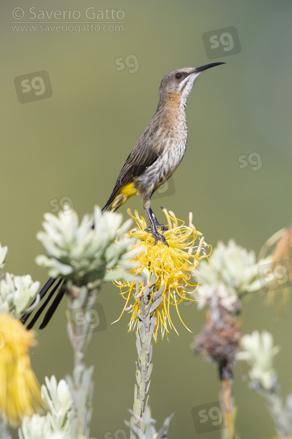 Cape Sugarbird