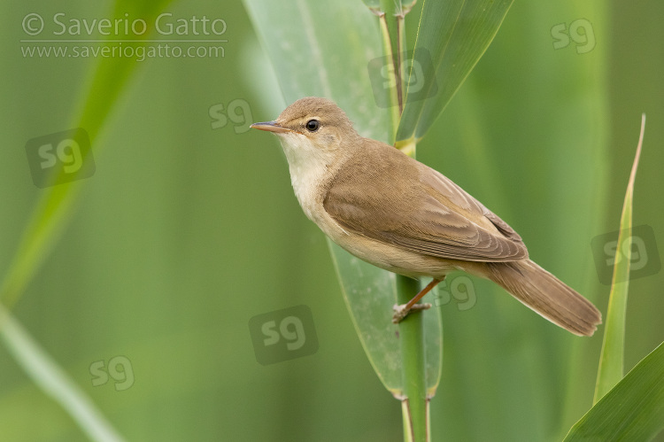 Reed Warbler, adult perched on a reed