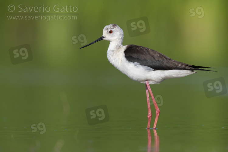 Black-winged Stilt