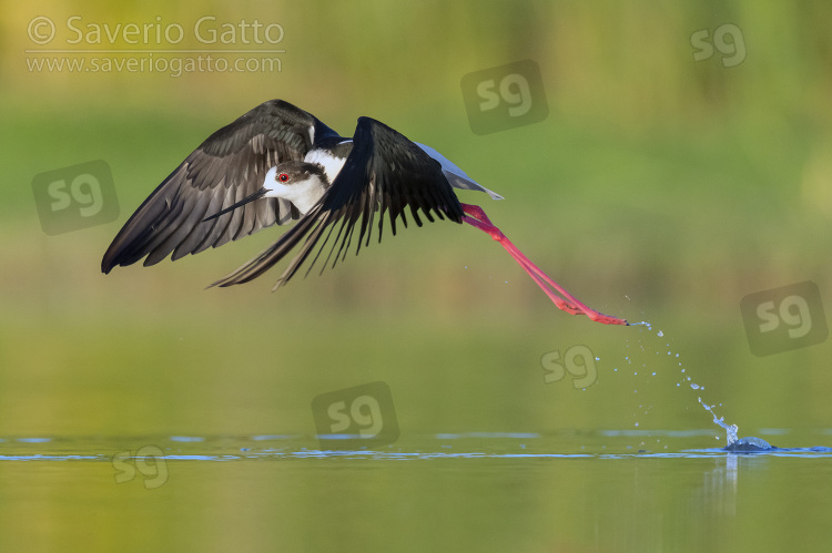 Black-winged Stilt, side view of an adult male in flight