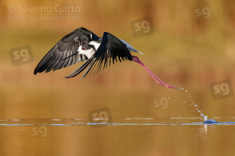 Black-winged Stilt, side view of an adult male in flight