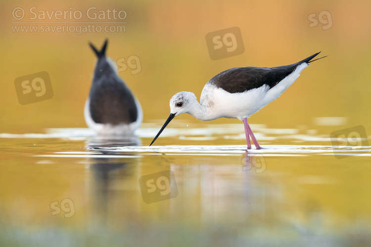 Black-winged Stilt