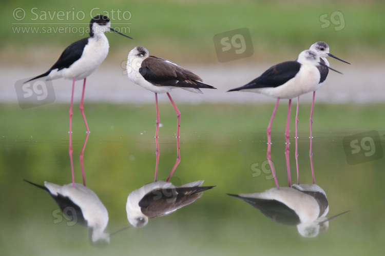 Black-winged Stilt