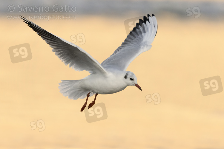 Black-headed Gull, adult in winter plumage in flight