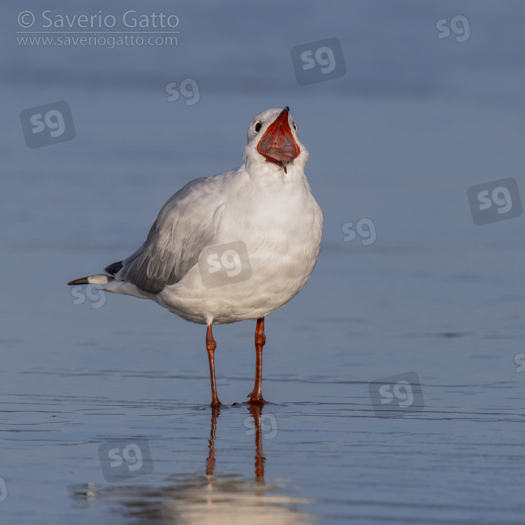 Black-headed Gull