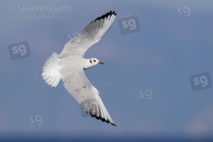 Black-headed Gull, adult in winter plumage in flight showing upperparts